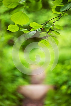 Footpath in the foliar forest