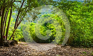 Footpath in forest