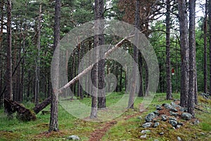 Footpath in forest