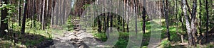 Footpath in the forest