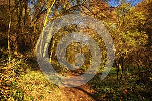 Footpath through forest in autumn with warm sunlight