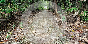 The footpath with forest besides