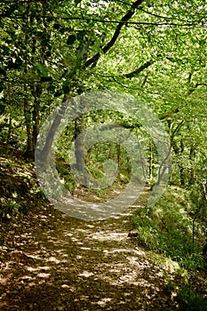 Footpath through a forest, Devon UK