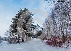 footpath in a forest on a gloomy and snowy winter evening