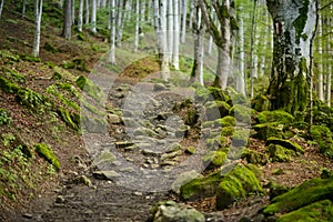 Footpath in the Forest