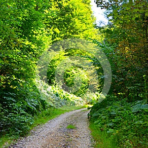 Acera en Bosque El camino sobre el 