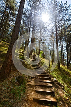 Footpath in forest - Sarganska Osmica (Shargan eight) - Serbia