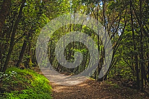 Footpath in Garajonay national park