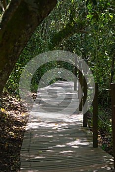 Footpath in Garden Route National Park, Tsitsikamma Section, Eastern Cape, South Africa