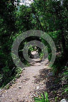 Footpath in Garden Route National Park, Tsitsikamma Section, Eastern Cape, South Africa