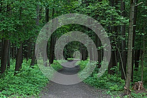 The footpath goes into the depths of the park surrounded by trees with green foliage on a summer day