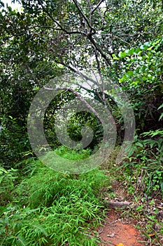 Footpath going through the pristine jungle. La Digue Island, Seychelles