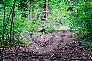 Footpath through Green Forest of Beech Trees in autumn.