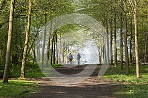 Footpath through Green Forest of Beech Trees in Spring with two people walking dogs in the distance