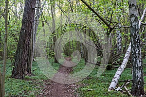 Footpath through a green forest in spring season