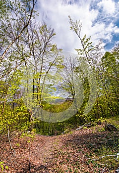 Footpath through green forest in springtime