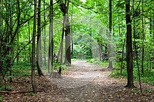 footpath in green park in august