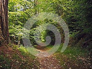 Footpath in the green spring assorted forest