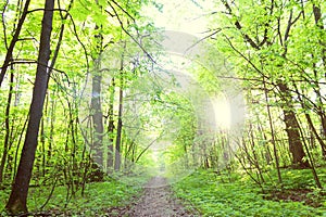 Footpath in green spring forest