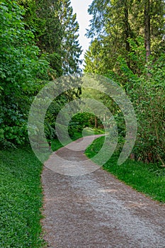 Footpath through the green spring forest with no people.