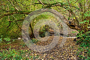 Footpath through Holywell Dene