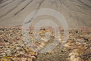 Footpath in an Icelandic lavafield photo