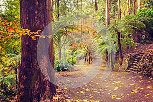 Footpath intersection in a tropical forest in Fall