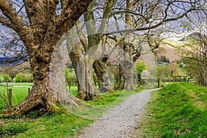 Footpath in the Lake District