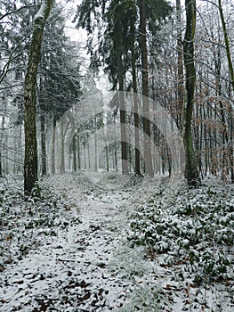 Footpath leading into deep winter forest