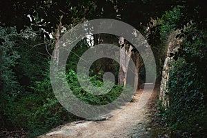 Footpath leading through the forest in dense vegetation