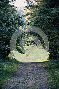 A footpath leading through the tree arch. Daytime summer landscape in woods with lush vegetation. Travel, scenic destination,