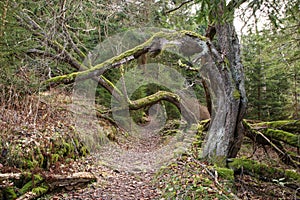 The footpath leading under the bent branches