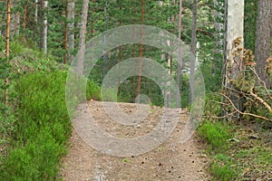 Footpath leading through an untouched pine forest