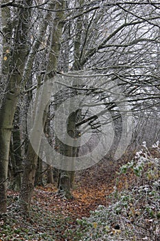 English frozen rural landscape on a frosty and foggy day