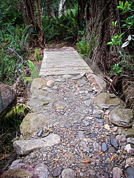 Footpath at Liffey Falls forest in Tasmania. Taken during one of summer days in Australia