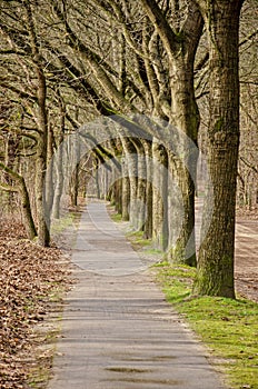 Footpath lined with trees