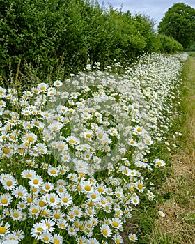 Footpath lined with wild flowers and daisies across a field near Stoughton in the South Downs National Park, West Sussex, UK