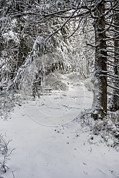 Footpath in Low Tatras mountains, Slovakia, winter scene