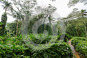 Footpath through lush green tropical vegetation