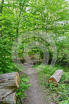 Footpath in a lush greenery in a deciduous forest in summer season