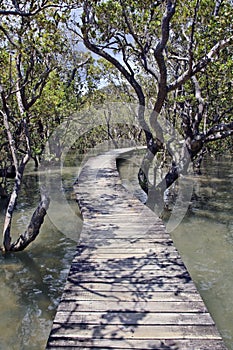 Footpath into mangrove forest swamp