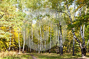 footpath on meadow in birch grove in forest