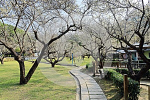 A footpath meanders through the meadow in a park dotted with blooming plum trees under sunny sky