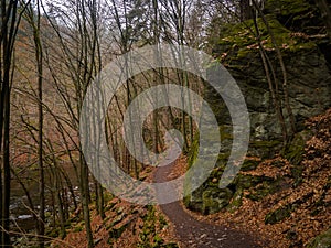 On the footpath in the middle of the magic deep forest.