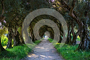 Footpath through natural forest