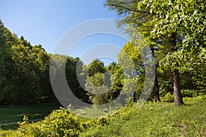 Footpath through Natural Forest of Trees