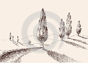 A footpath in nature, poplars landscape