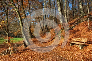 Footpath in Neandertal,Germany