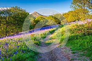 Footpath through Newton Wood