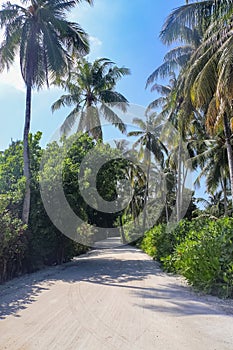 A footpath overgrown with palm trees on the Maldivian Islands
